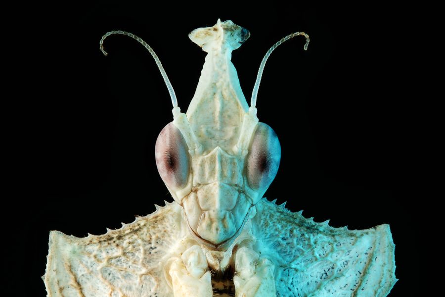 Alien Elegance: The Devil's Flower Mantis