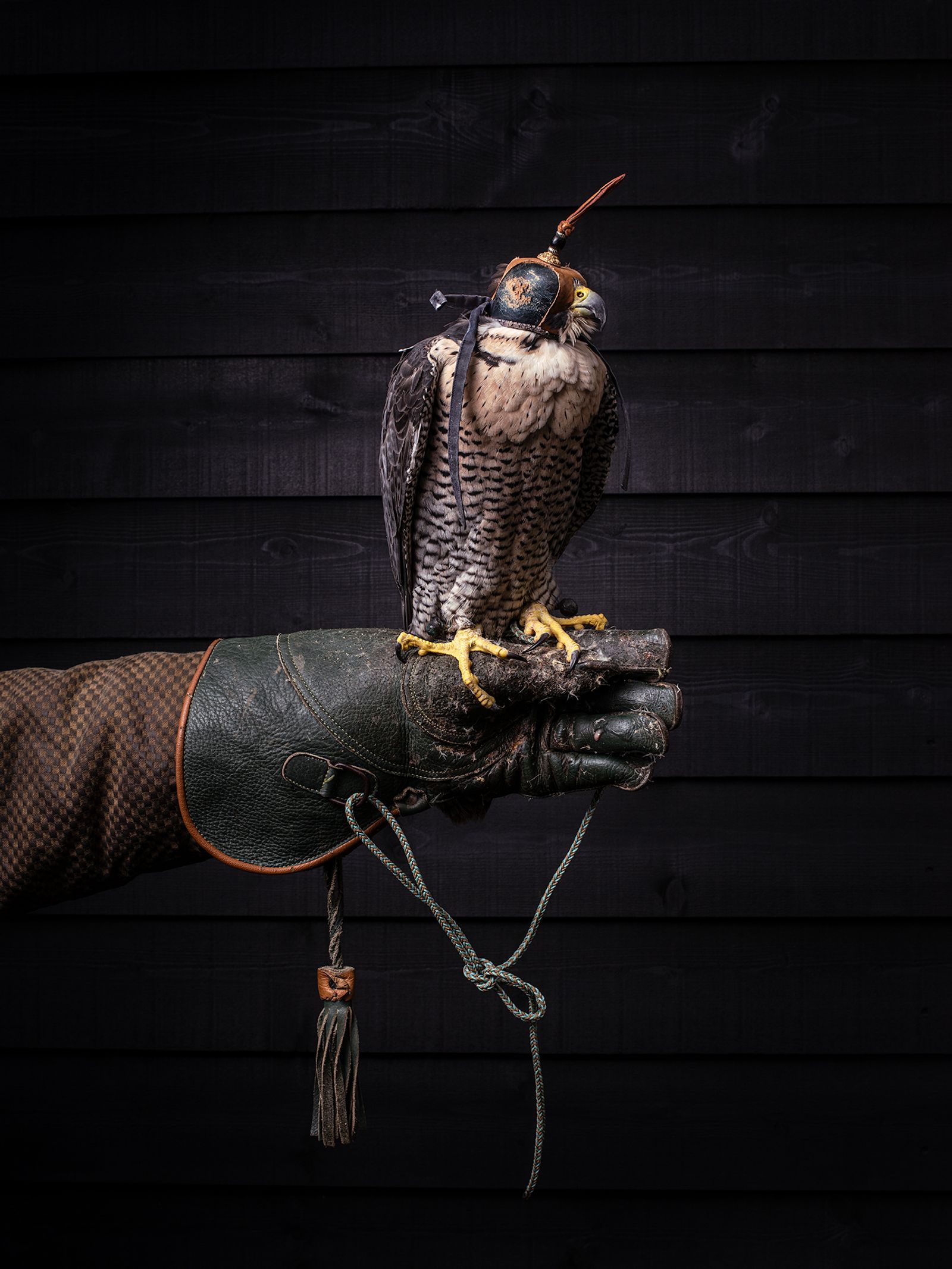 Falcon On Fist