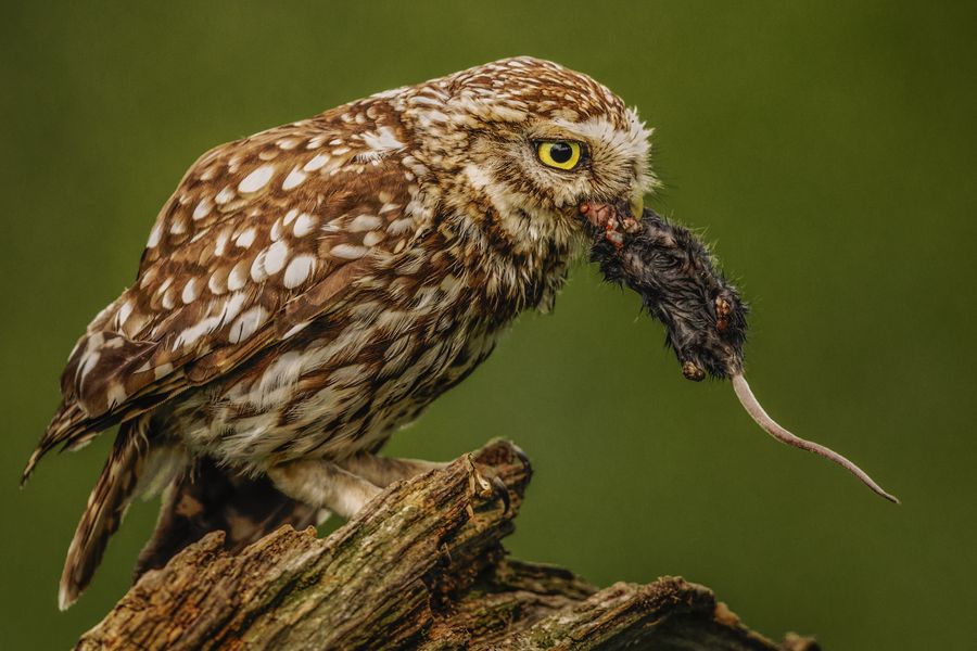 Little Owl with Mouse