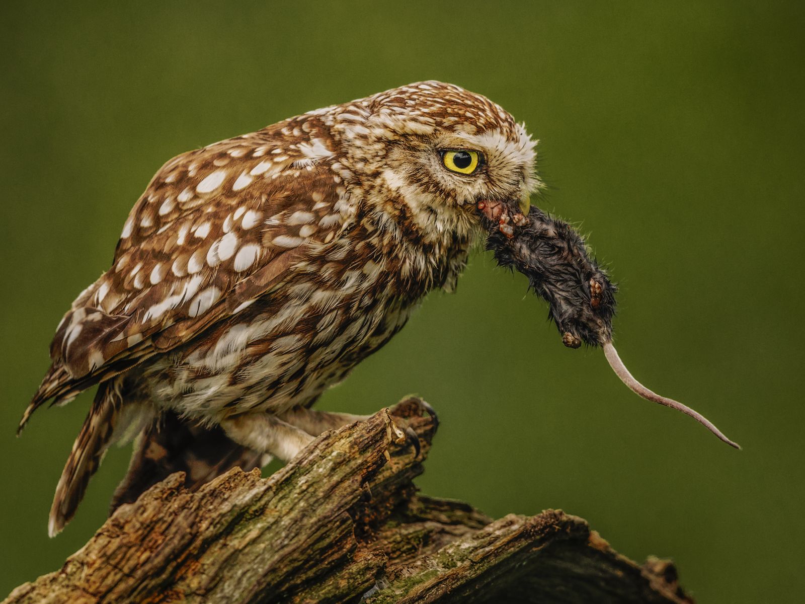 Little Owl with Mouse