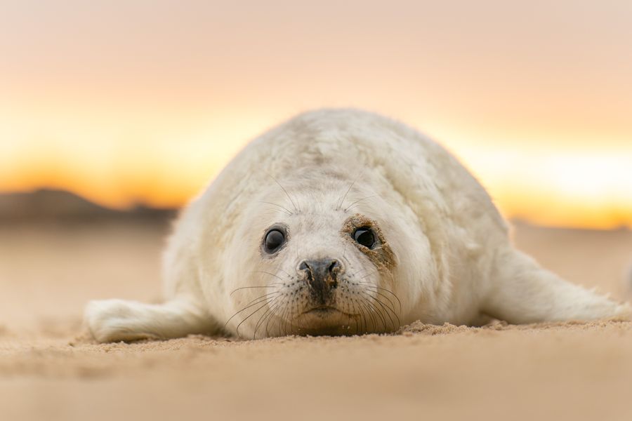 Baby Seal