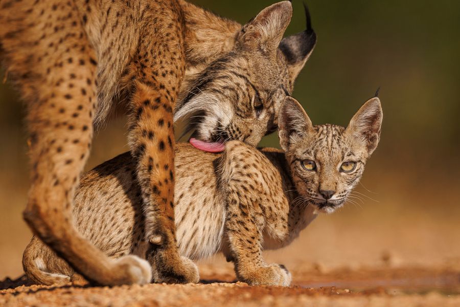 Mother Love