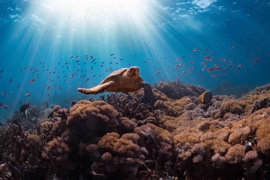 The Ballet of the Reef