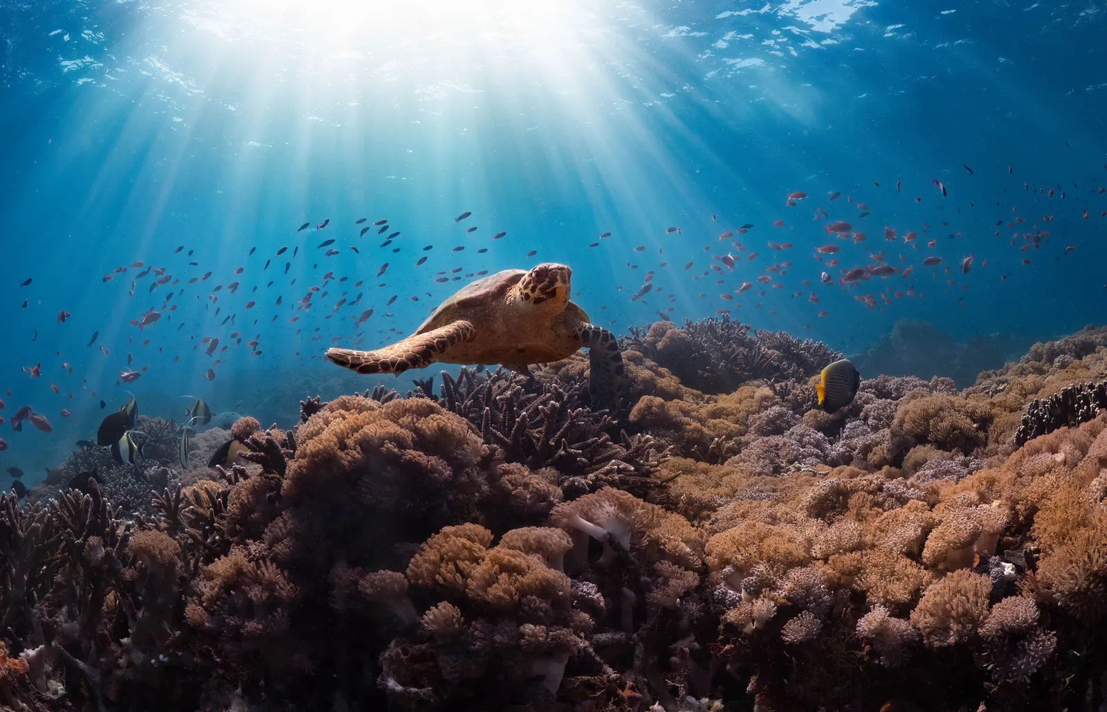 The Ballet of the Reef