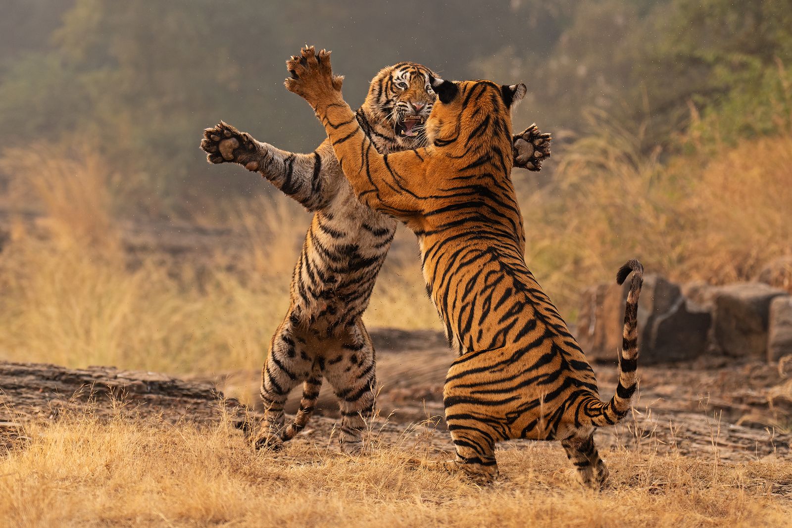 Fighting tigers
