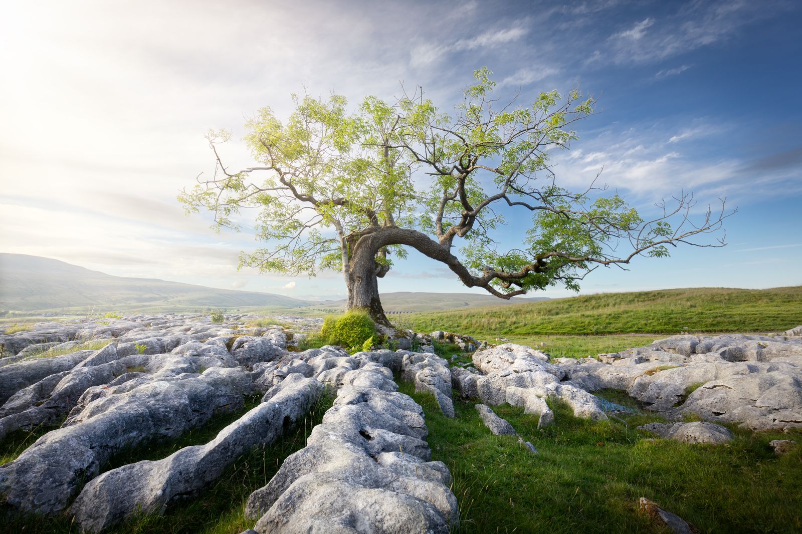 Lone tree in the Dales