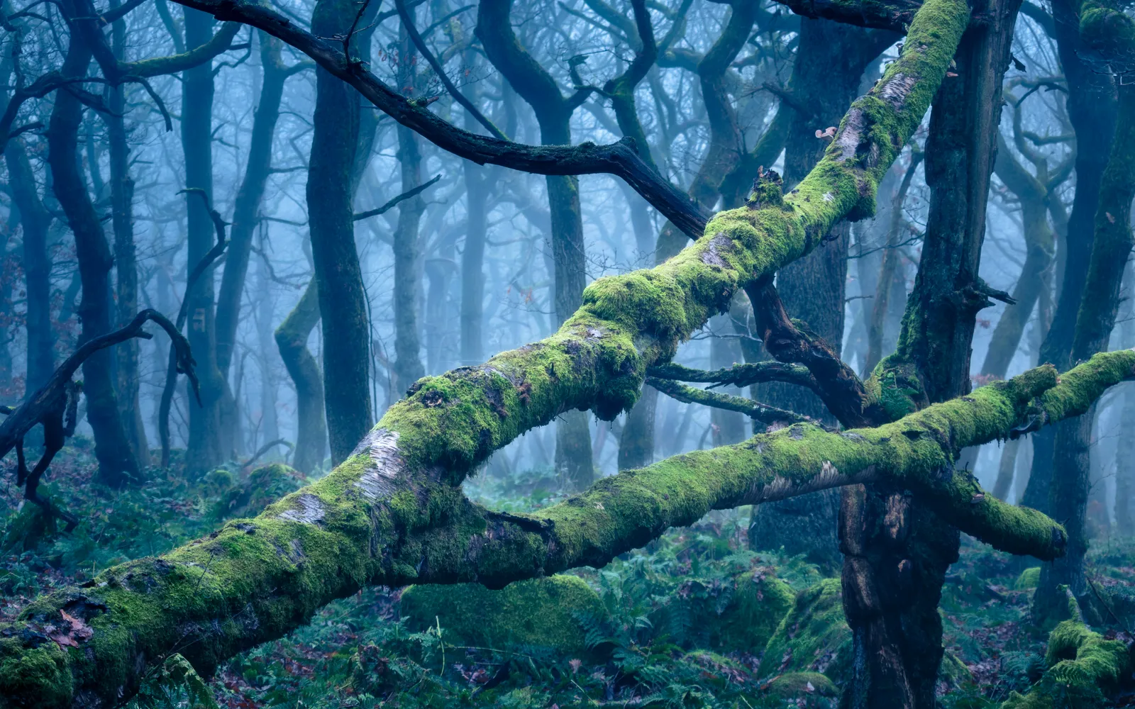 Entwined