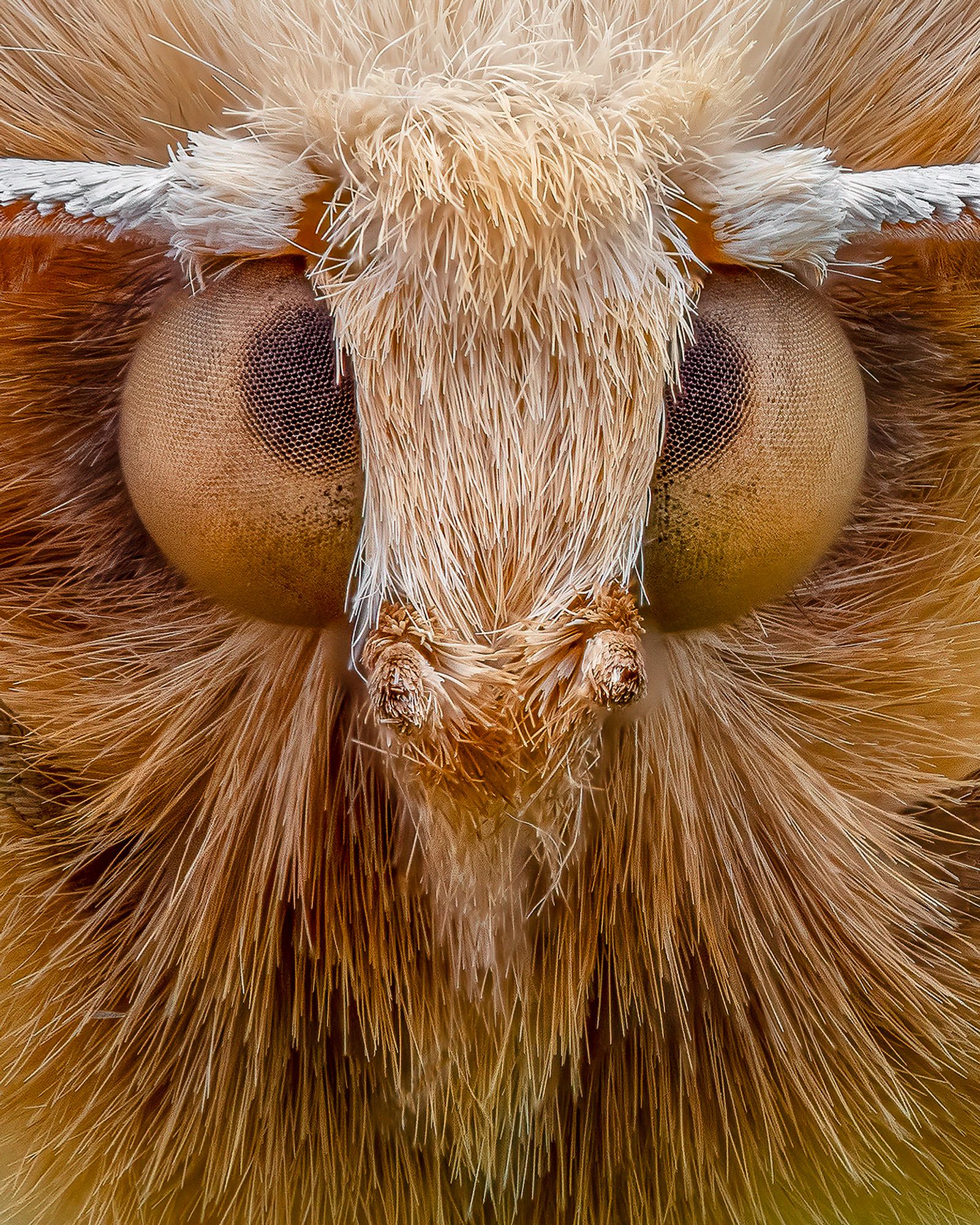 "The Highland Moth"