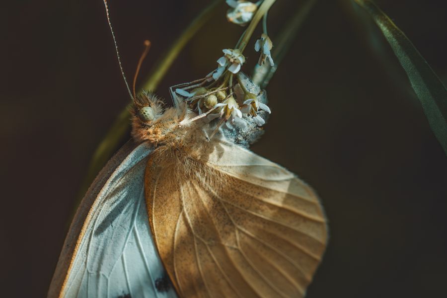 "Suspended in Light"