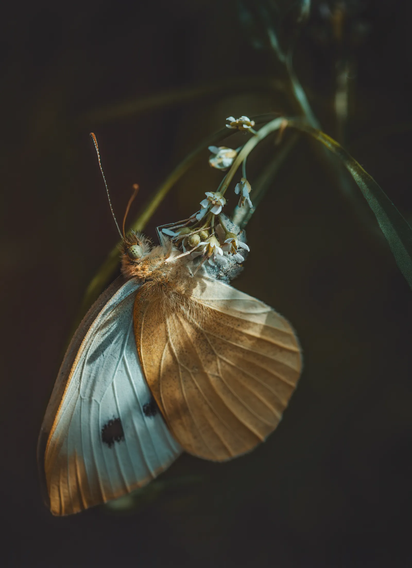 "Suspended in Light"