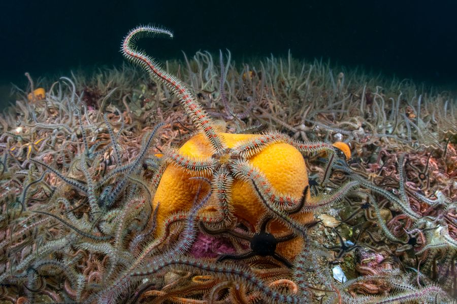 Reaching Brittlestar
