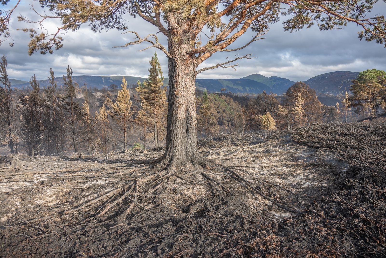 Scorched Roots