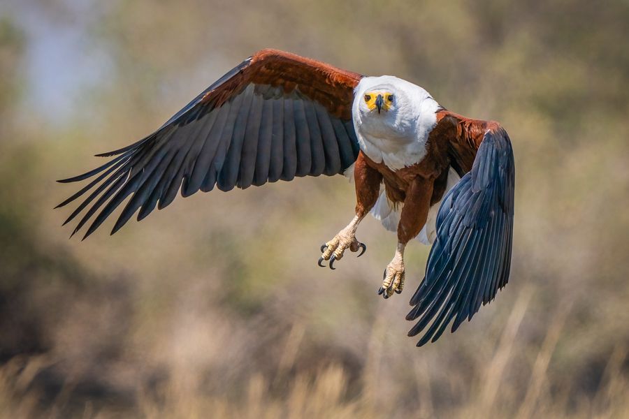 Fish Eagle Takeoff