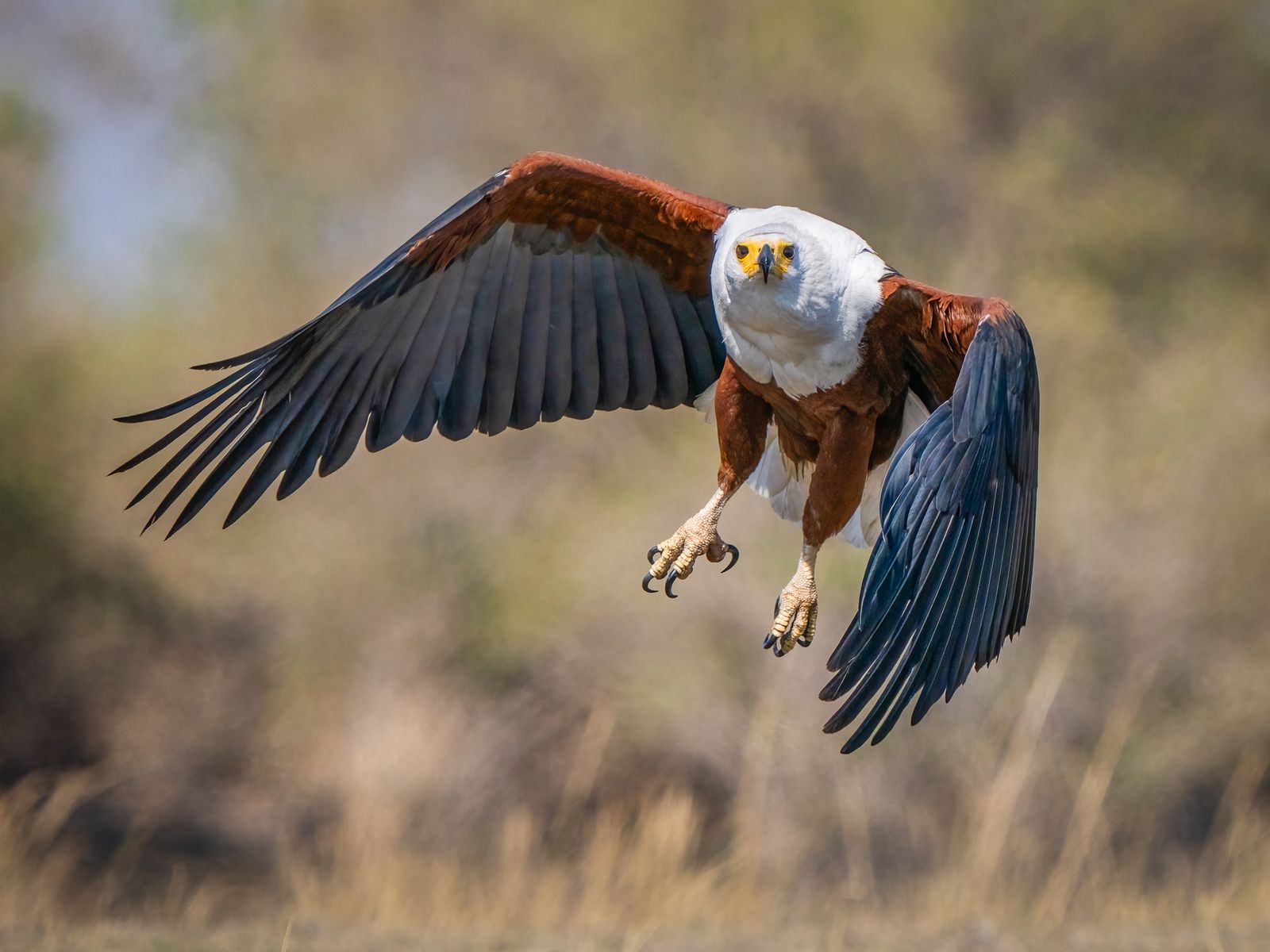 Fish Eagle Takeoff