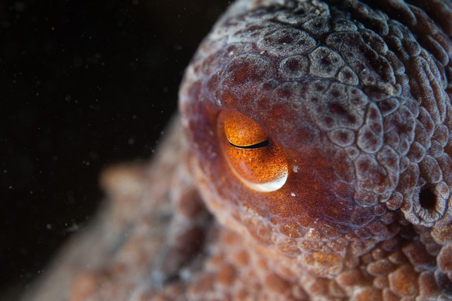 Curious Eye