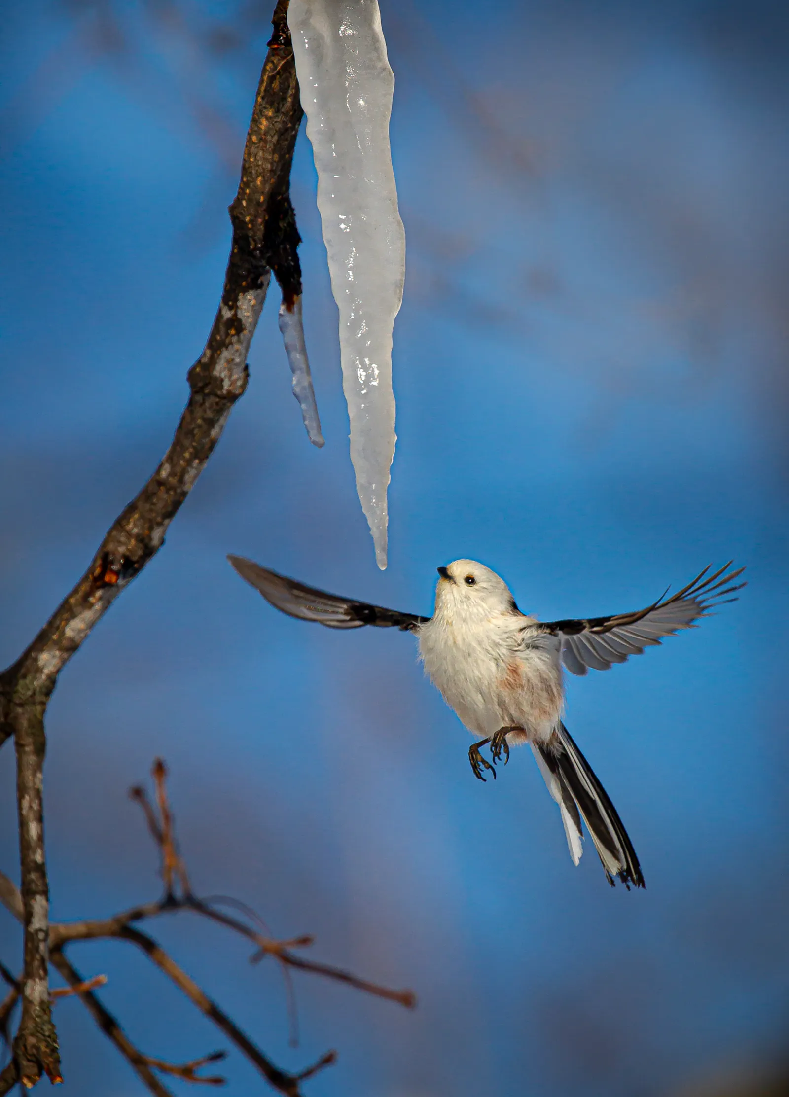 Drinking on the wing