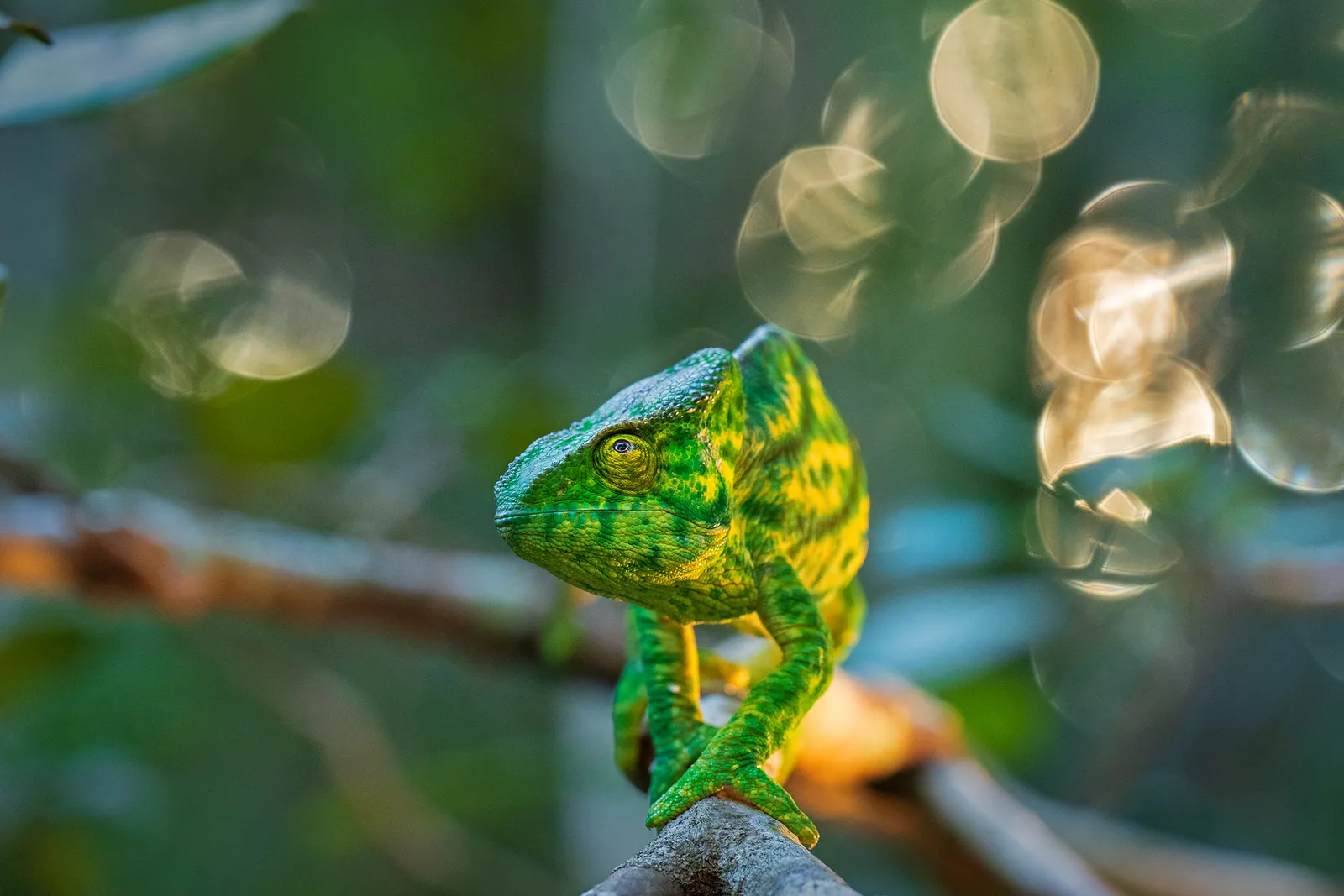 Chameleon Bokeh