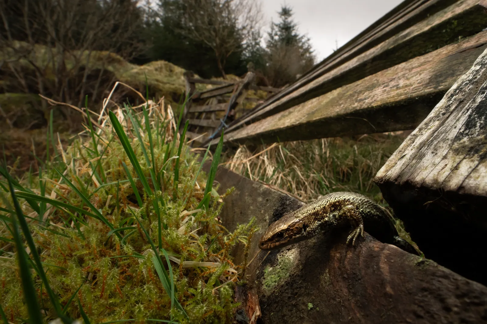 There's a Dinosaur in the Garden