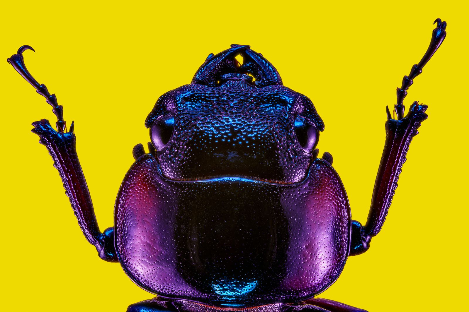 The Alchemy of Colour