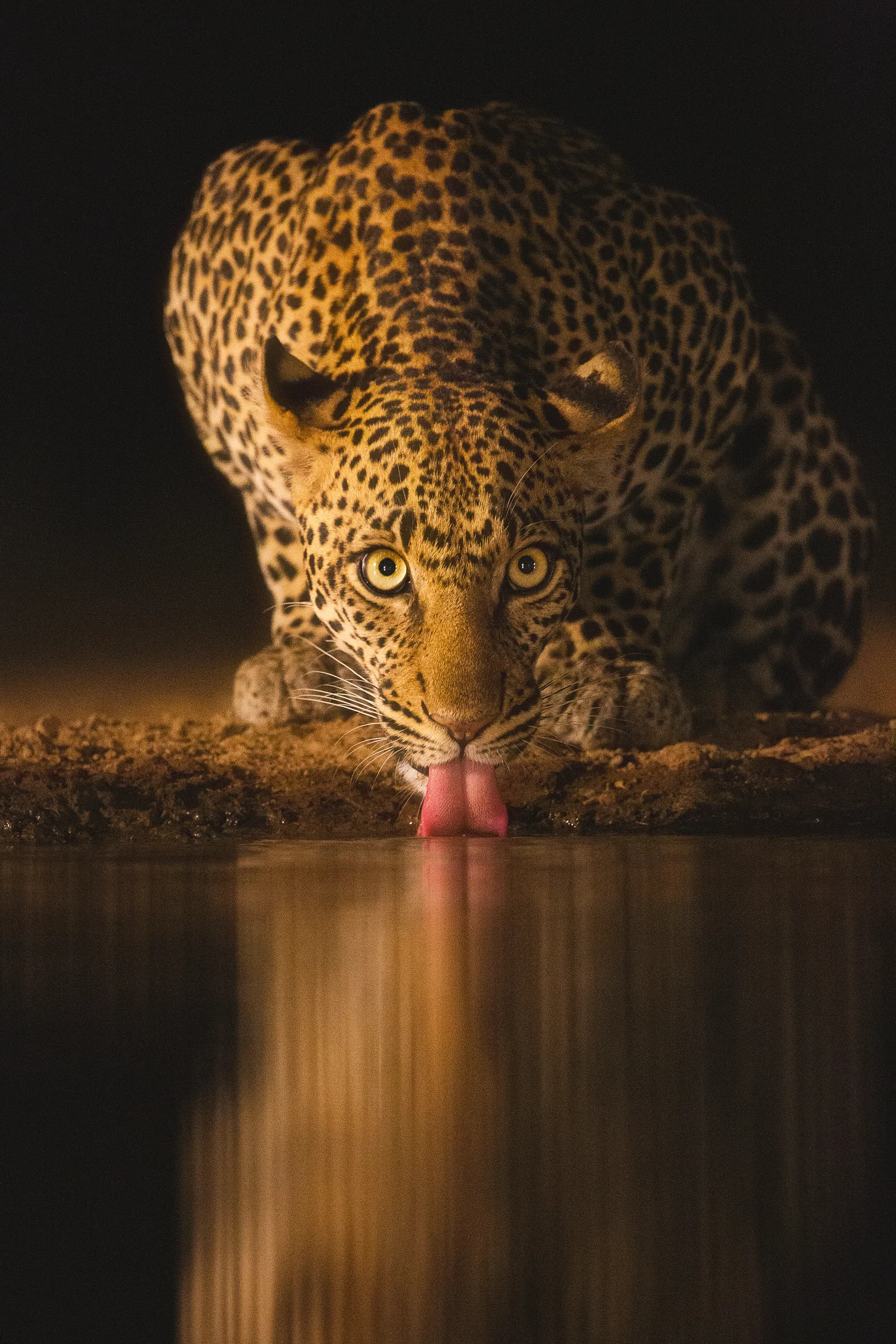 Eyes of the night