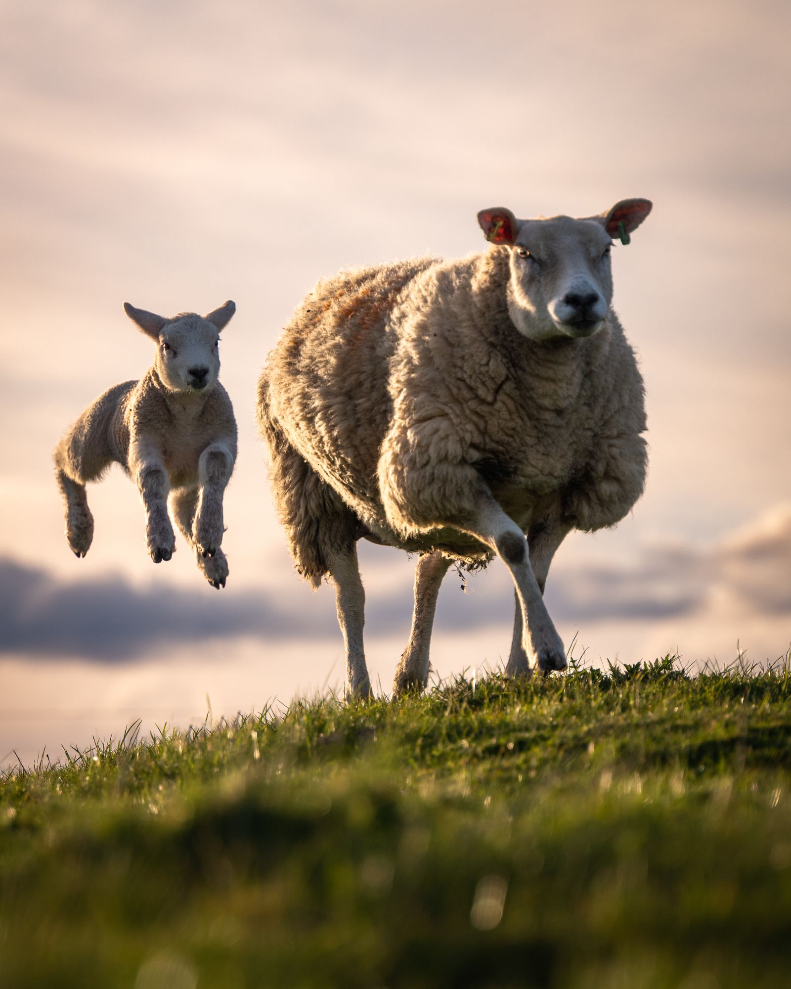 Woolly Jumper