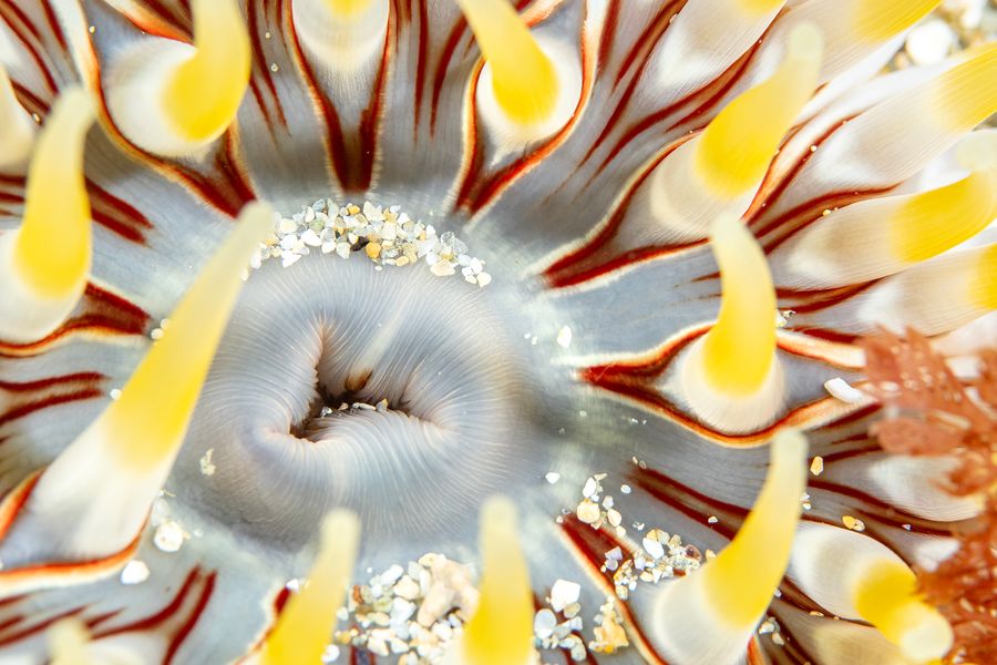 Dahlia Anemone
