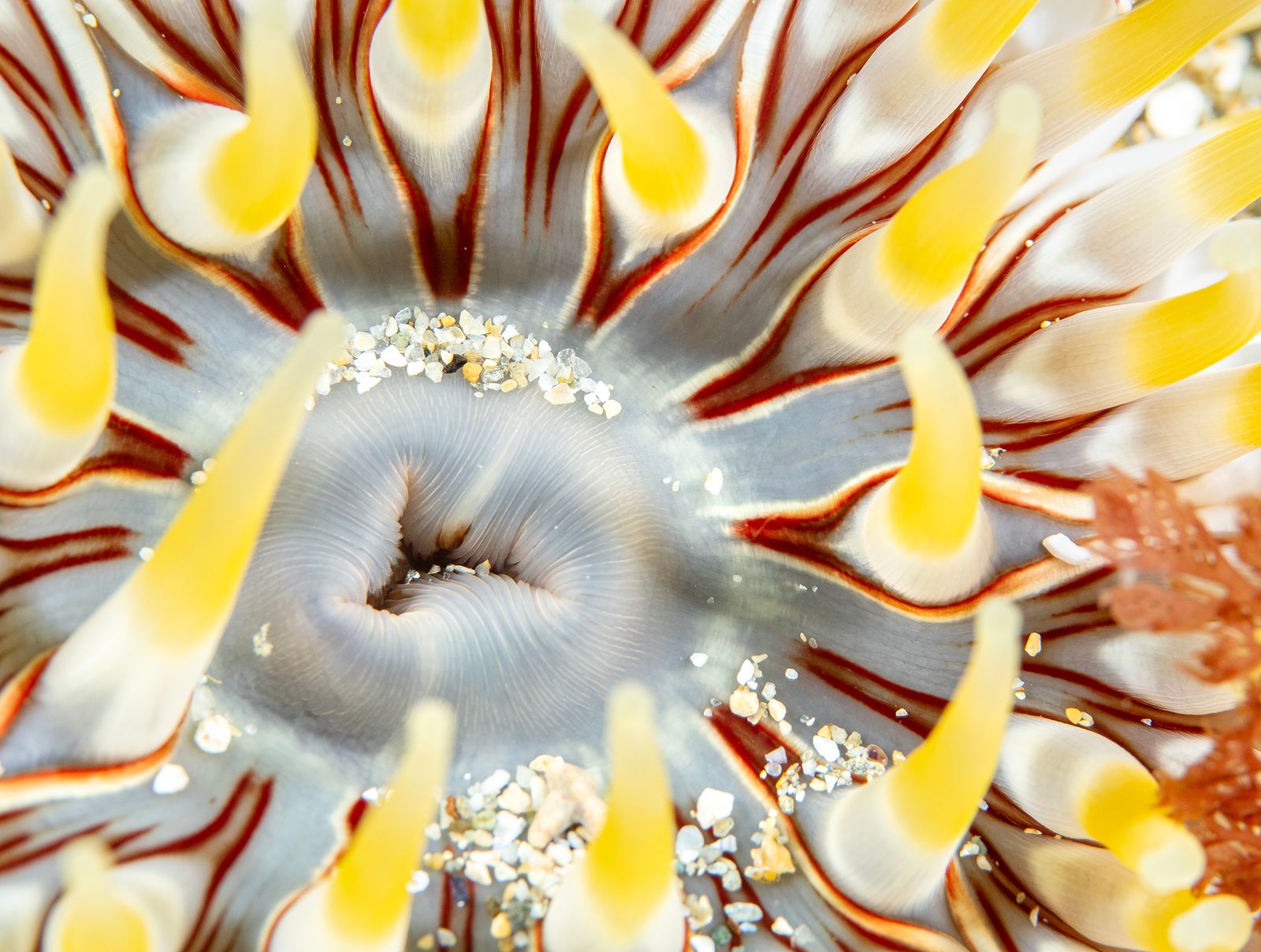 Dahlia Anemone