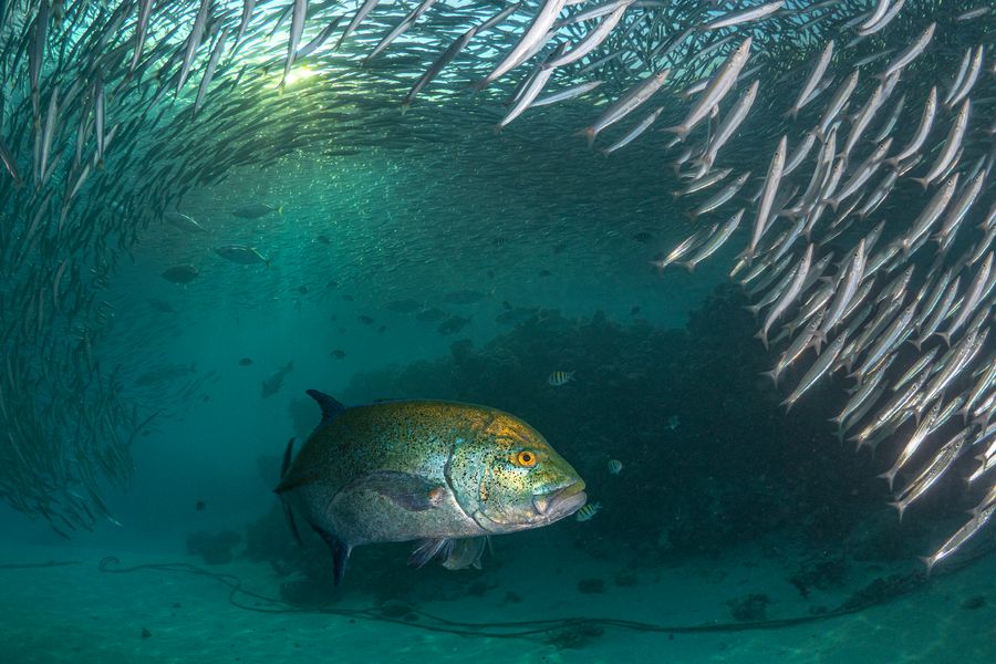 Hunting Trevally