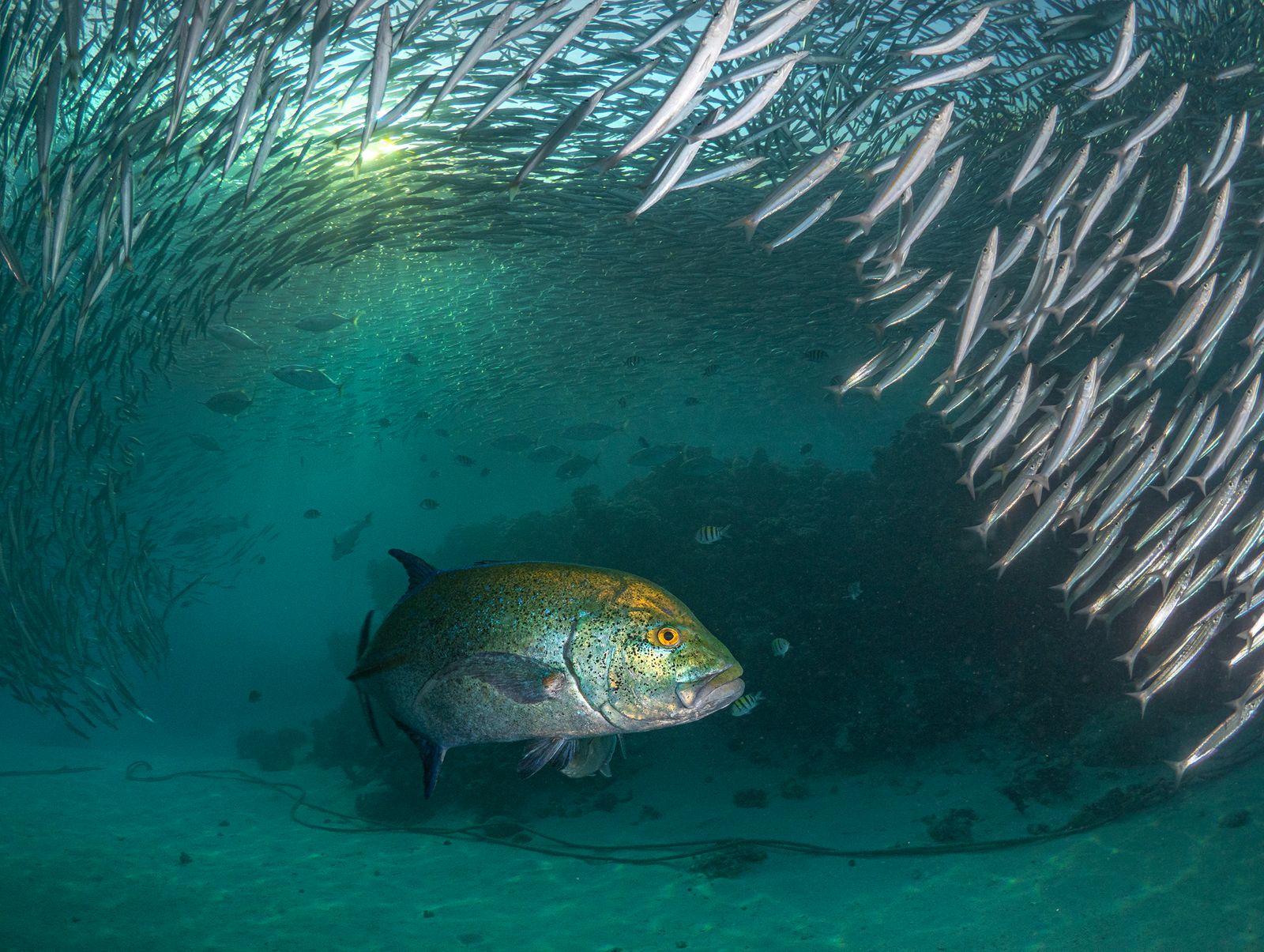 Hunting Trevally