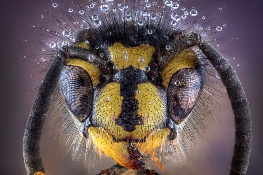 Watery Wasp