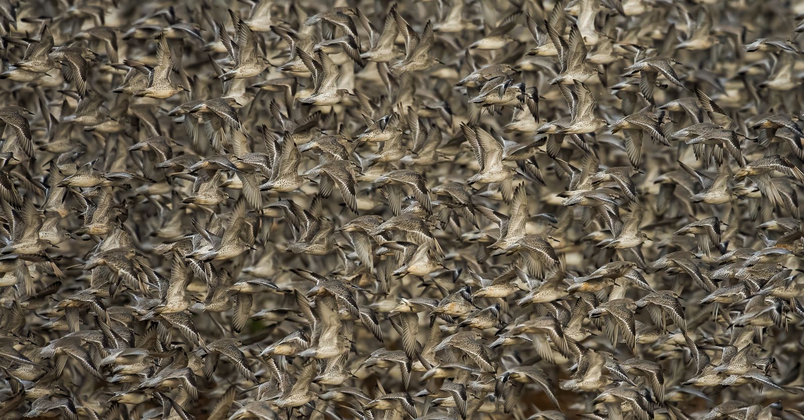 Knot in Focus