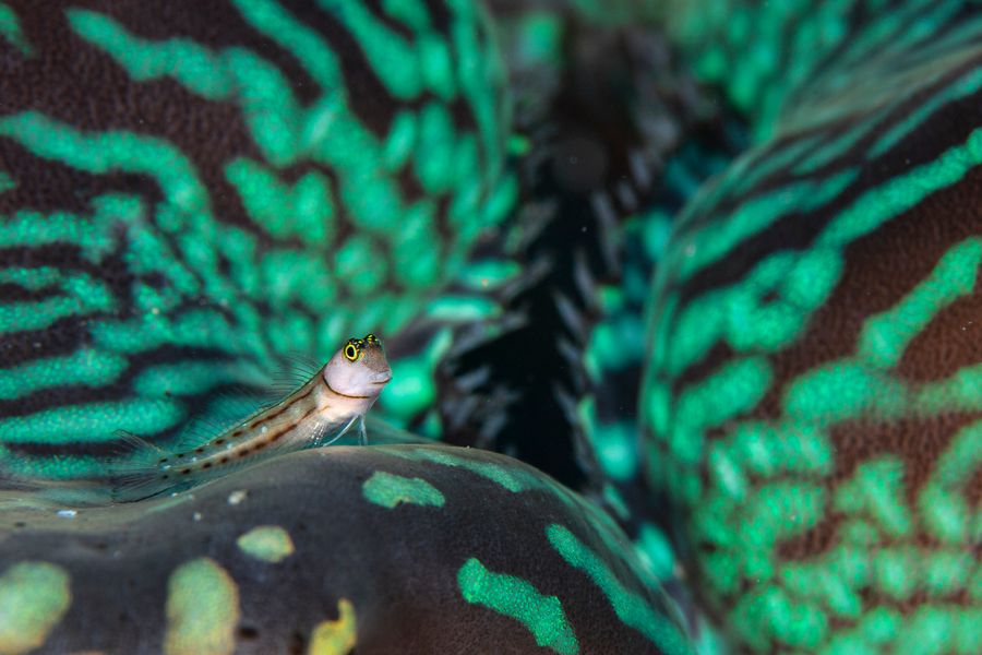 Blenny in the beautiful world