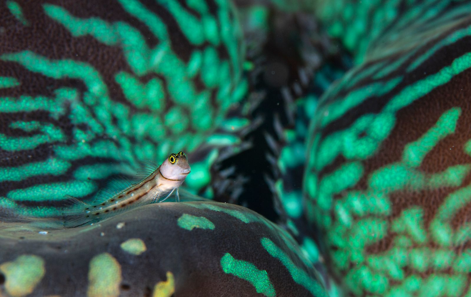 Blenny in the beautiful world