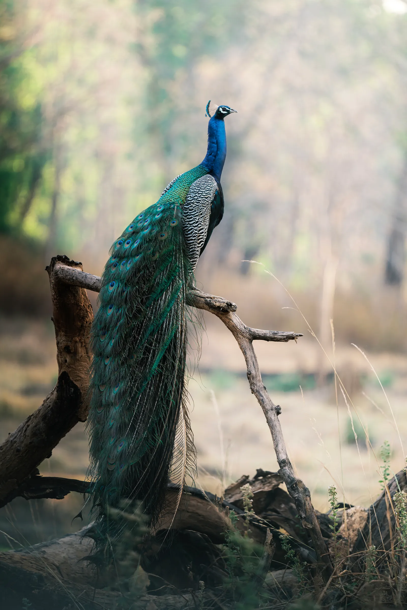 Crowned by Dust and Colour