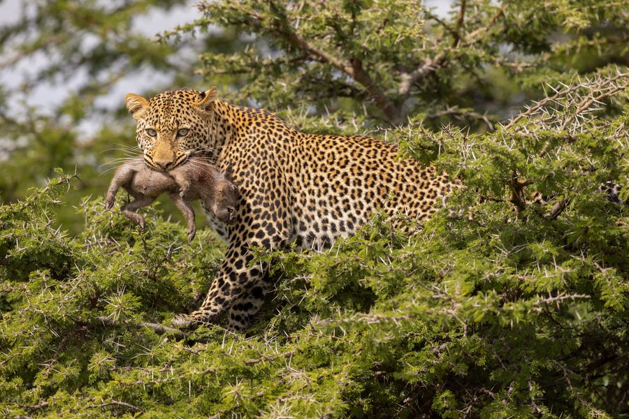 Warthog Lunch