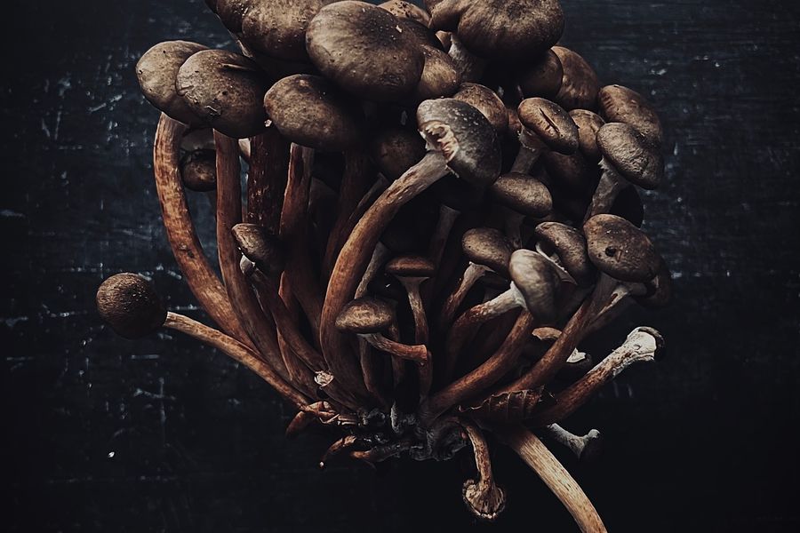 Mushrooms bouquet