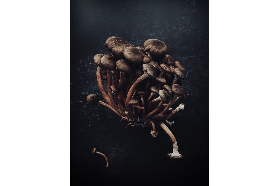 Mushrooms bouquet