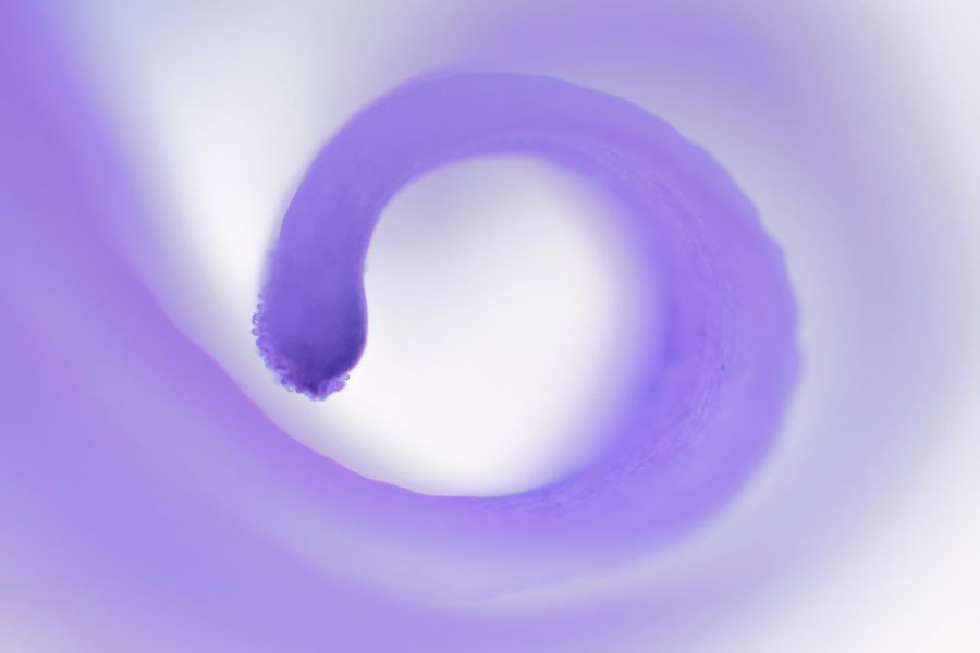 Bluebell