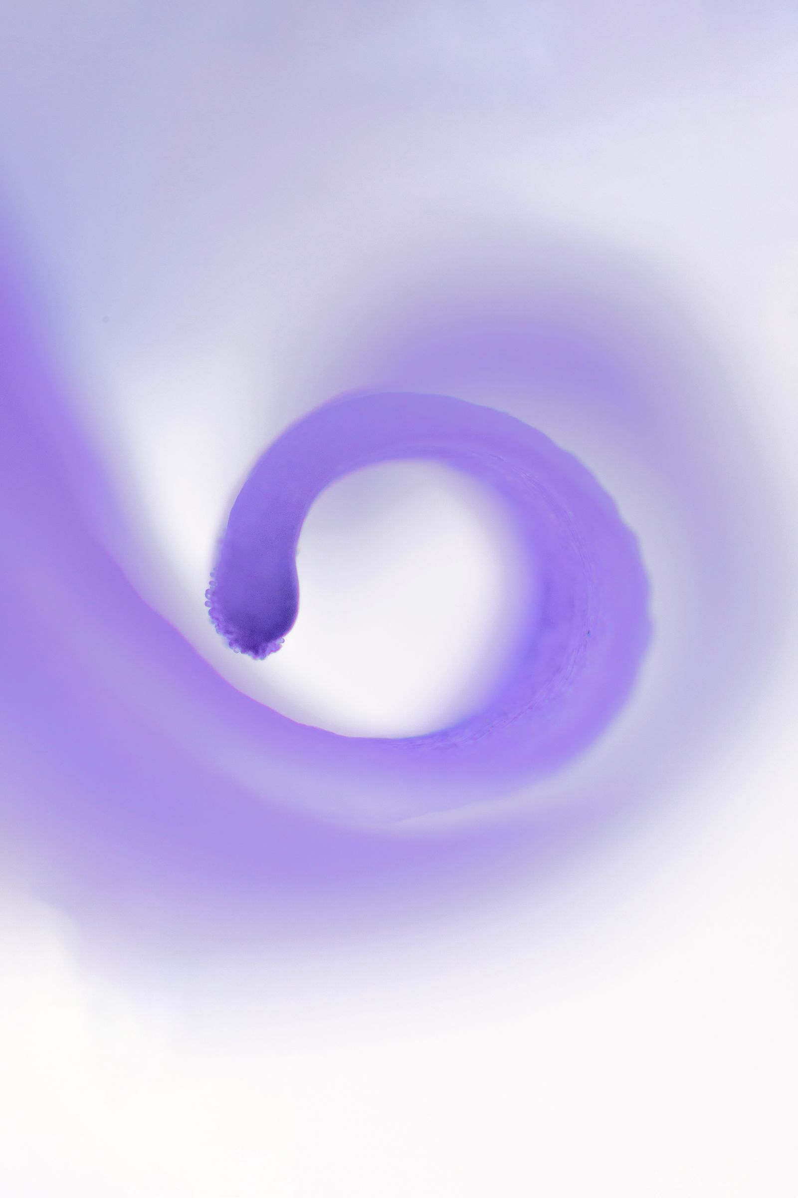 Bluebell