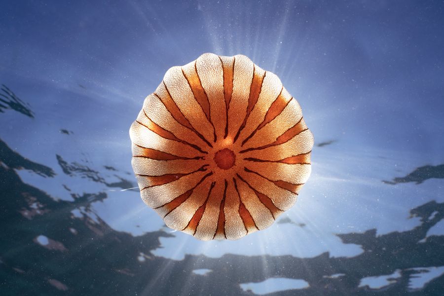 Compass Jelly