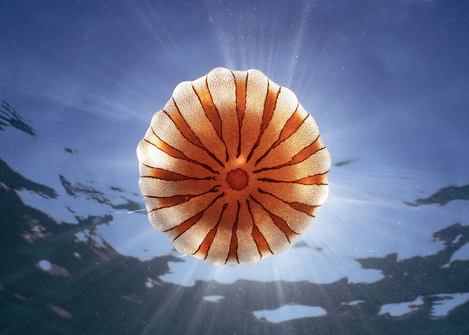 Compass Jelly