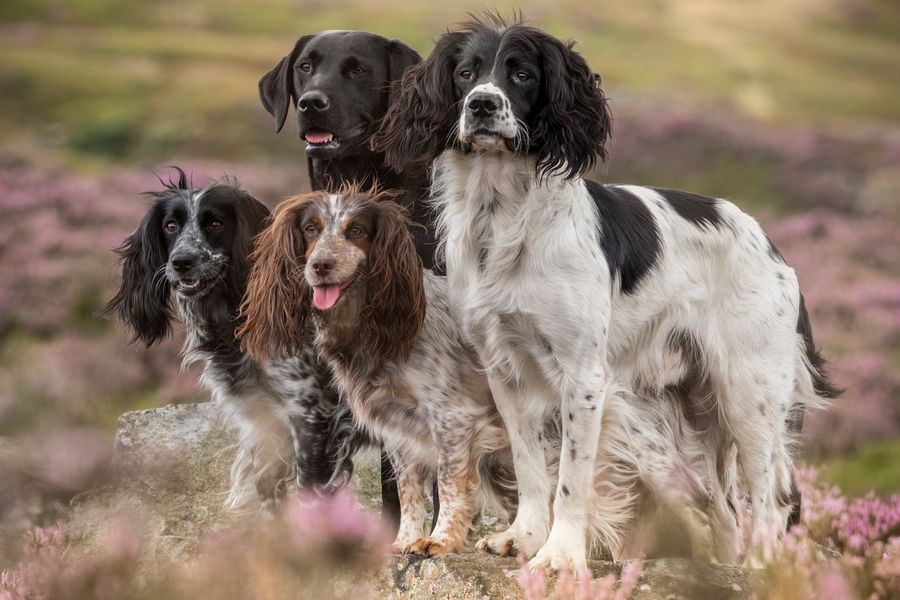 Workers on the moors