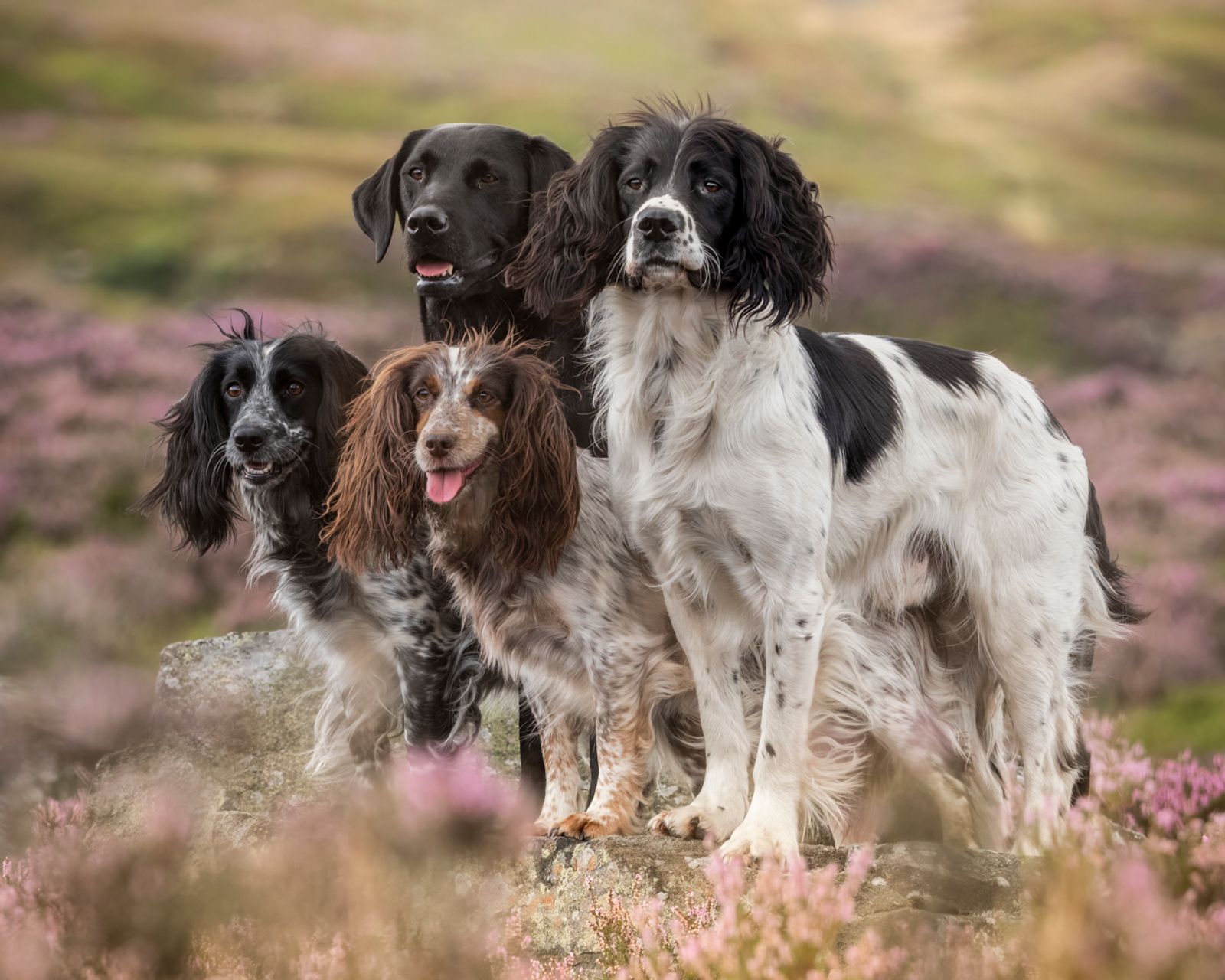 Workers on the moors