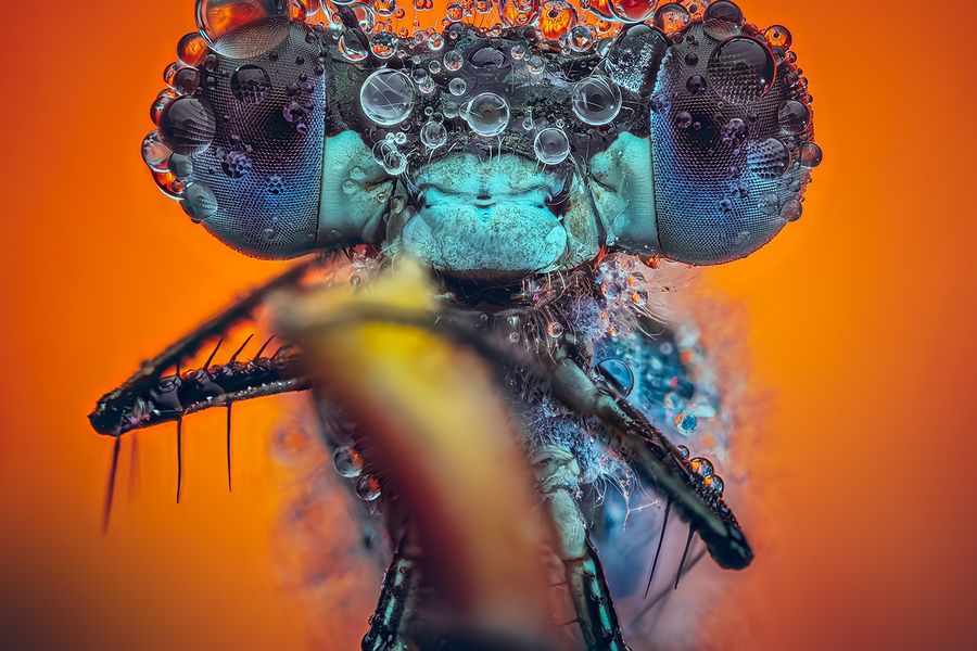 Damselfly with gerbera daisy as a background