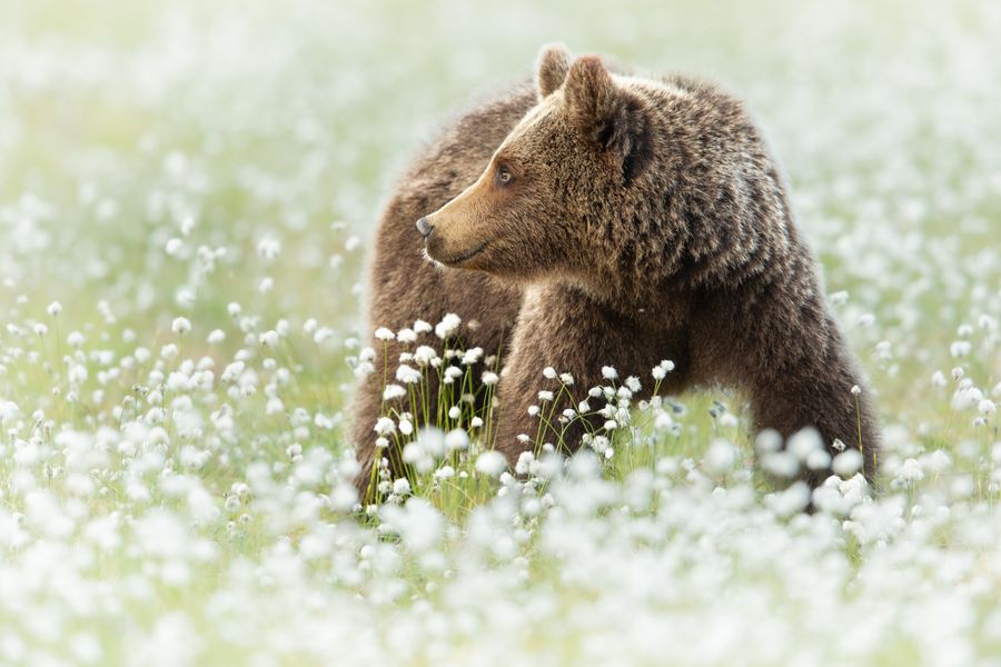 Grin and Bear it