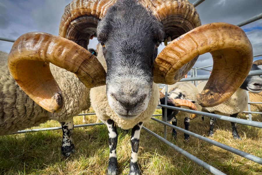 Westruther Sheep Show 2025 , Scottish Blackface sheep