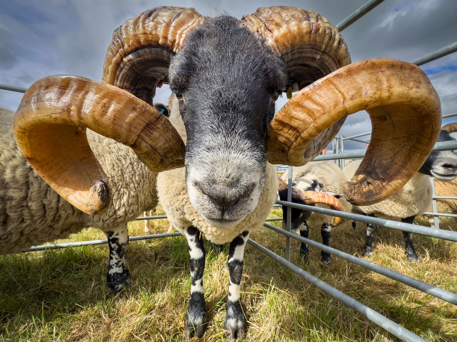 Westruther Sheep Show 2025 , Scottish Blackface sheep