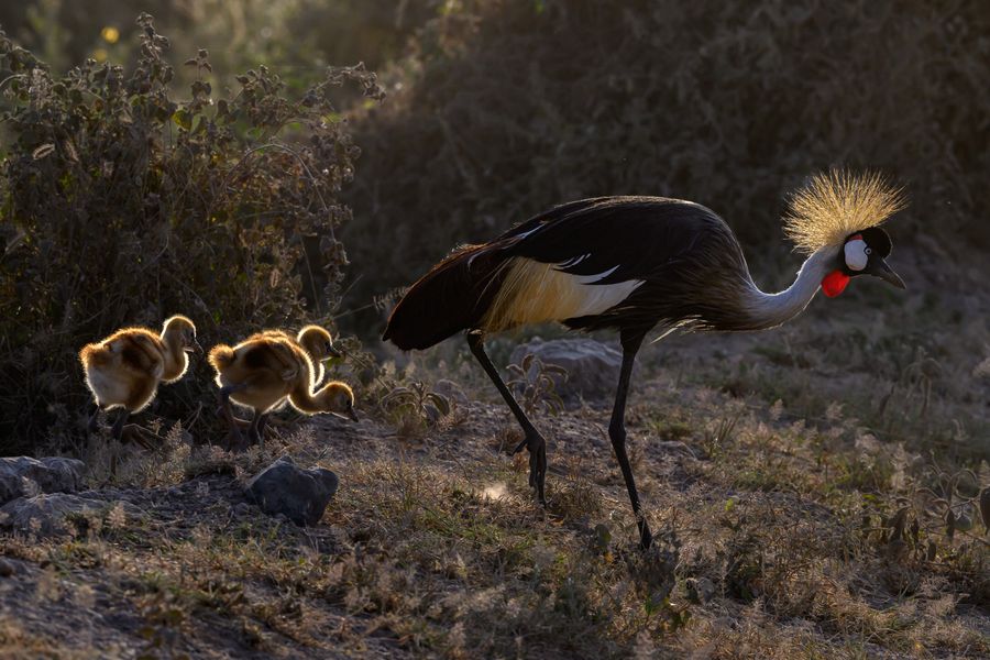 Crested Crane with Chicks