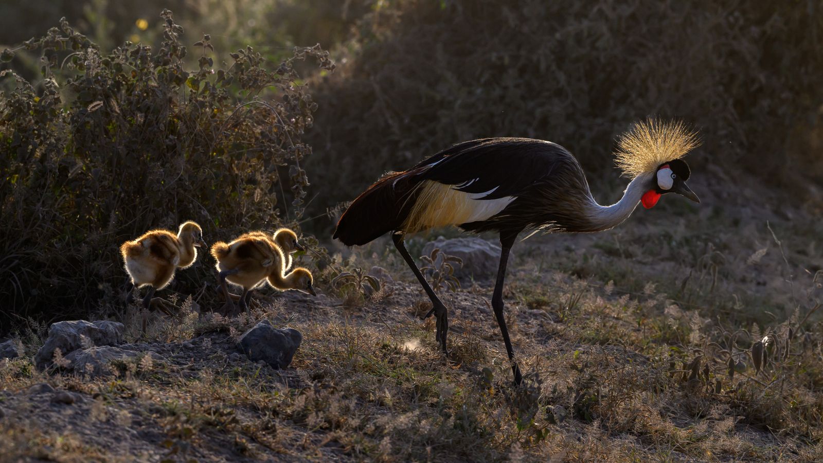 Crested Crane with Chicks