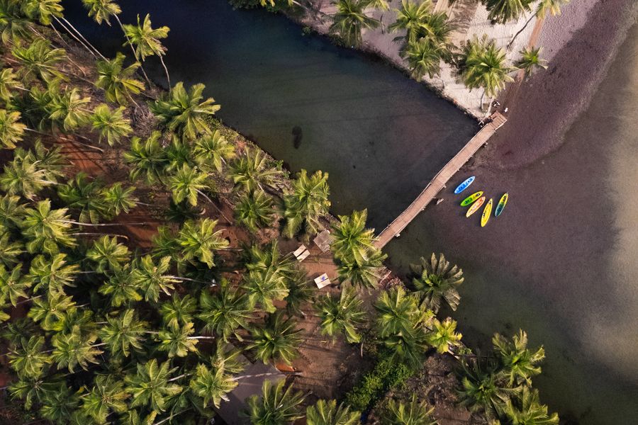 Aerial Shot of the palm trees at Cabo de Rama Beach